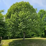 Chalet De La Plante